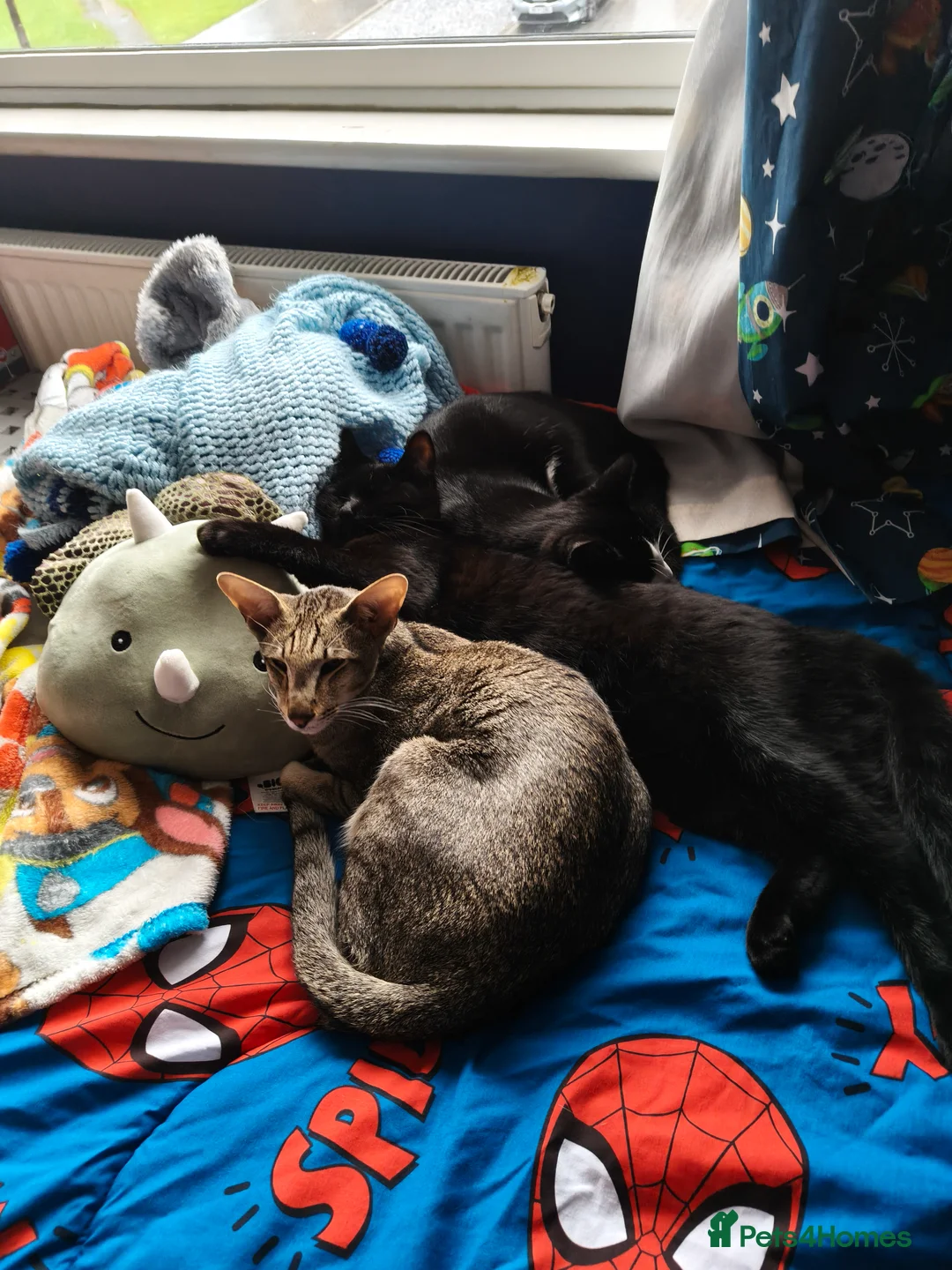 Oriental cats for sale: Male oriental shorthair  - Advert 2