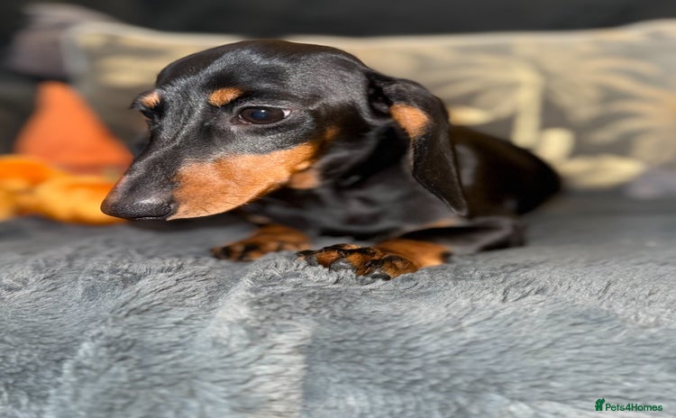 Miniature Dachshund dogs - Advert 3