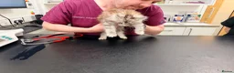 Maine Coon cats for sale: XL MAINE COON EUROPEAN LINES! Ready now!  - Advert 18
