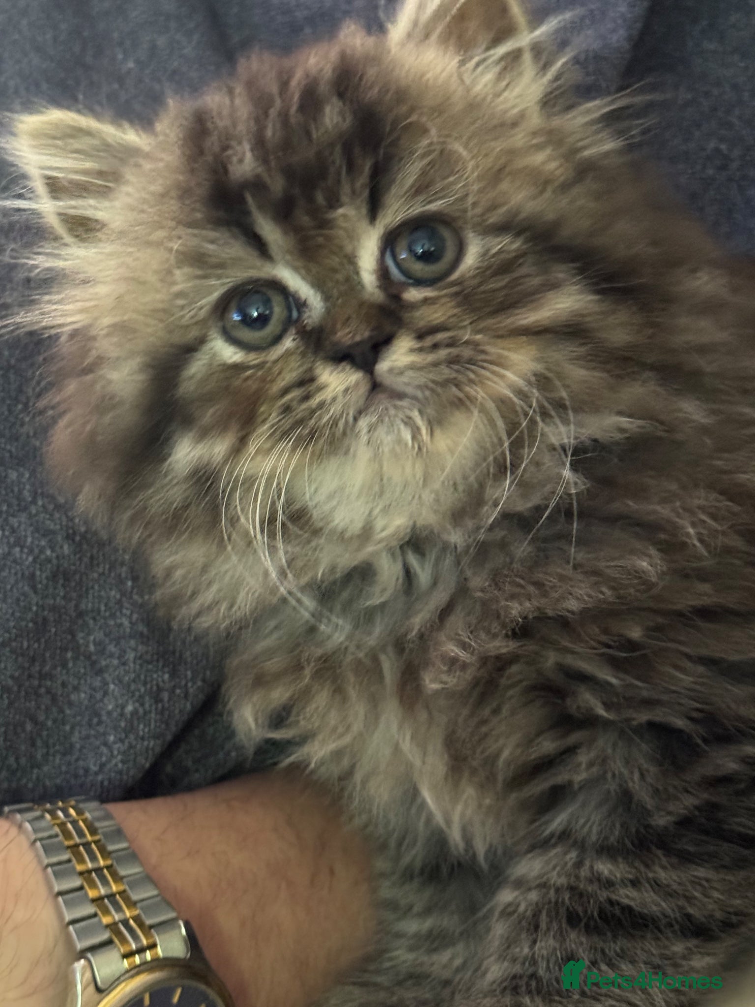 Persian cats for sale: Persian chinchilla  - Advert 2