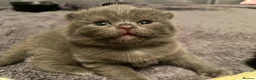 British Shorthair cats for sale: Amazing Pedigree British Shorthair Kittens  - Advert 6