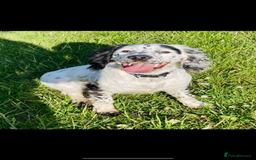 Cocker Spaniel dogs for sale: Fantastic working Cockspaniel puppy - Advert 1