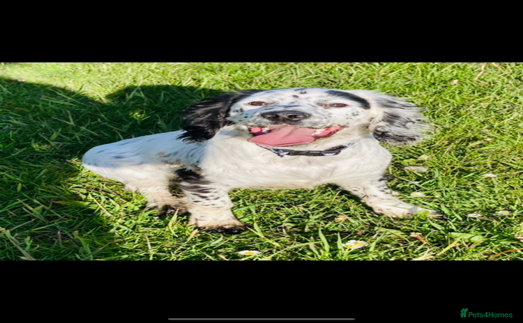 Cocker Spaniel dogs Fantastic working Cockspaniel puppy - Advert 4