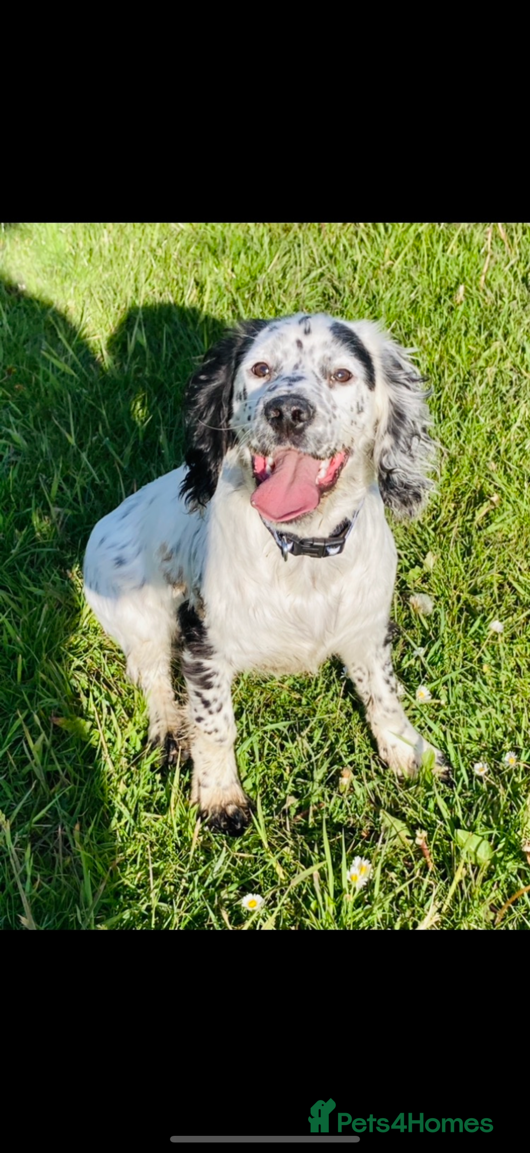 Cocker Spaniel dogs for sale: Fantastic working Cockspaniel puppy - Advert 1