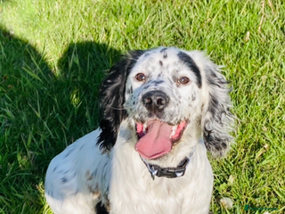 Cocker Spaniel dogs Fantastic working Cockspaniel puppy - Advert 1