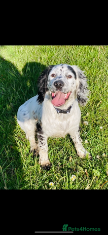 Cocker Spaniel dogs Fantastic working Cockspaniel puppy - Advert 2