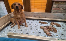 Labrador Retriever dogs for sale: Fox Red Labrador Puppies - Working Lines - Image 8