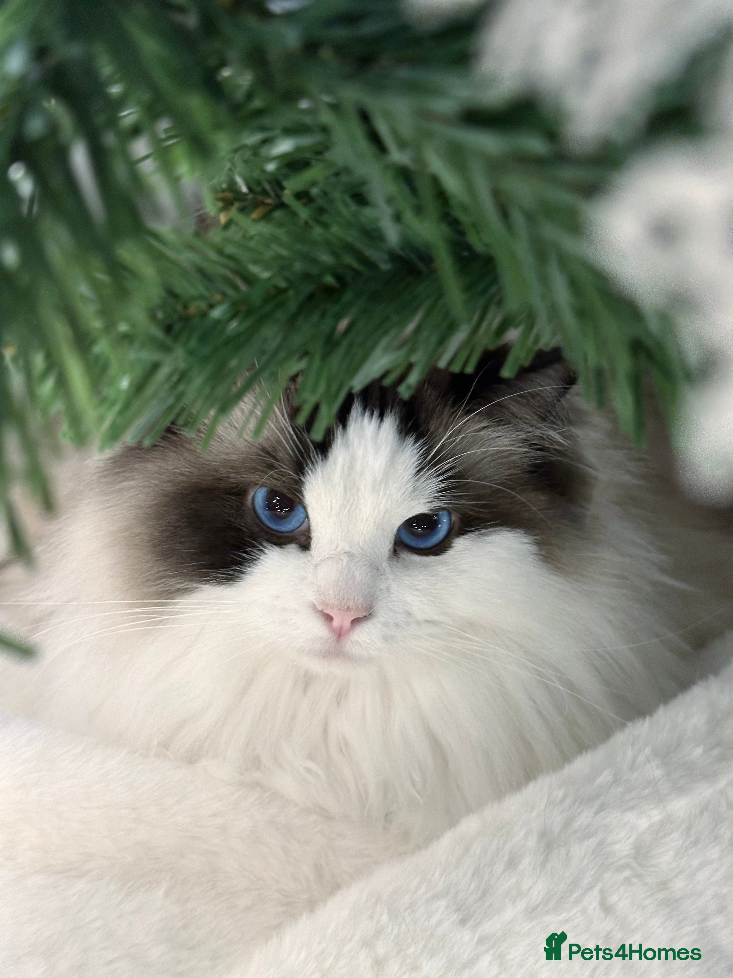Ragdoll cats Beautiful Ragdoll Female – 3 Years Old - Advert 3