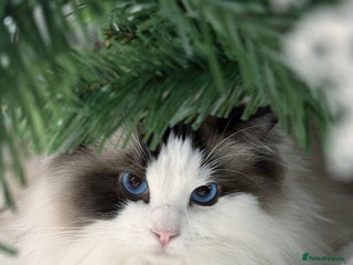 Ragdoll cats Beautiful Ragdoll Female – 3 Years Old - Advert 16