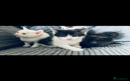 Mixed Breed cats for sale: 8 Adorable Kittens  - Image 12