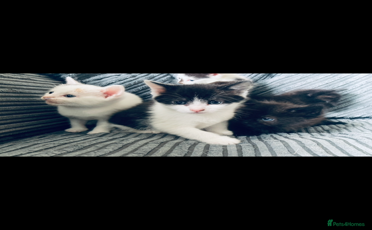 Mixed Breed cats - Advert 1
