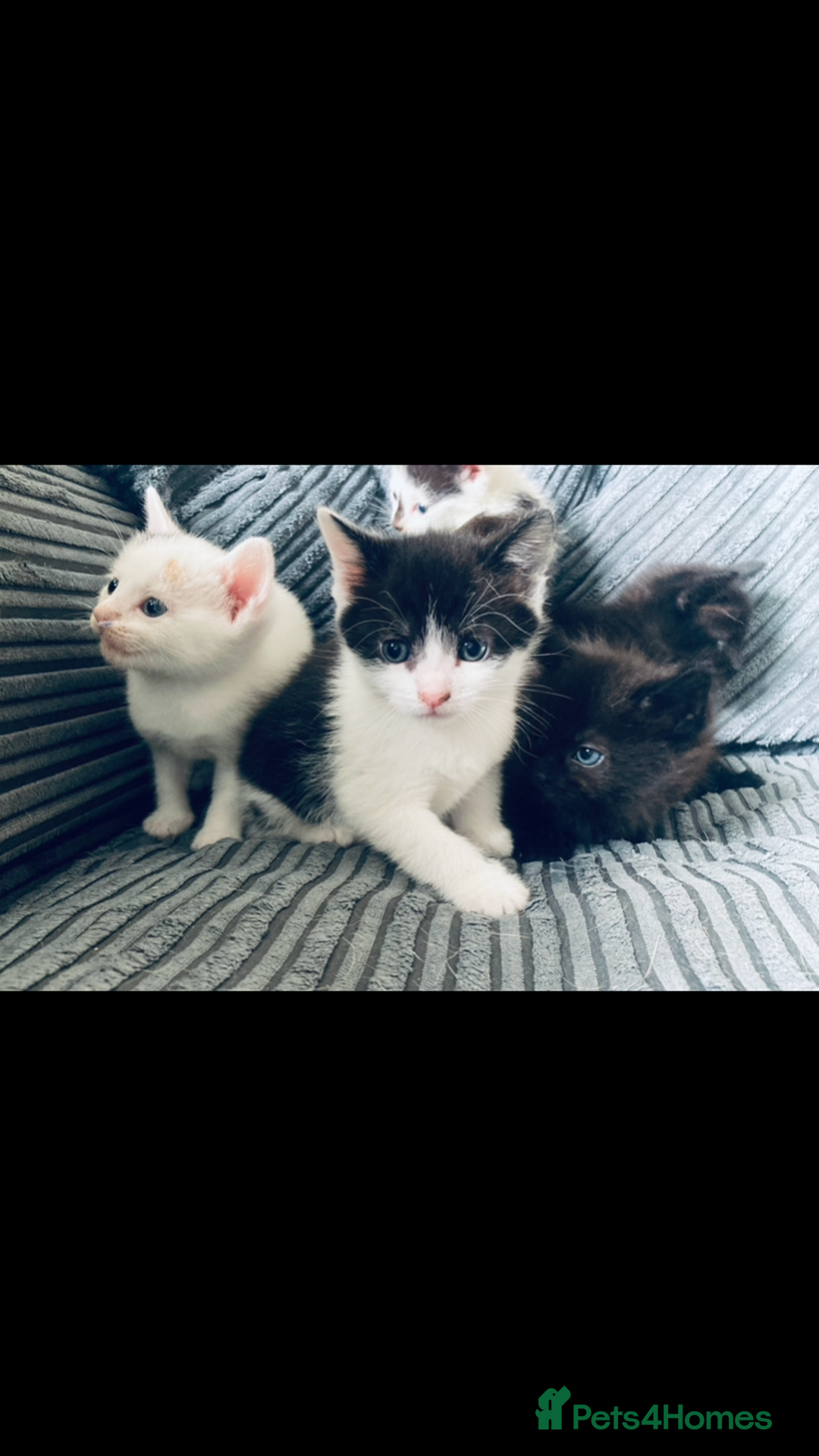 Mixed Breed cats for sale: 8 Adorable Kittens  - Image 12