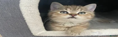 British Shorthair 1