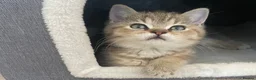 British Shorthair cats for sale: Last kitten available - TICA registered  - Advert 10