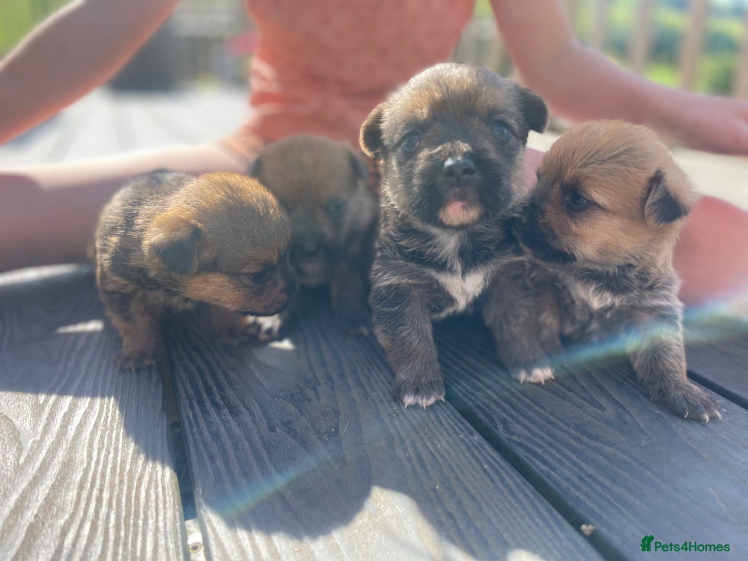 Mixed Breed dogs for sale: Corrier (Corgi X Border Terrier)  - Image 6