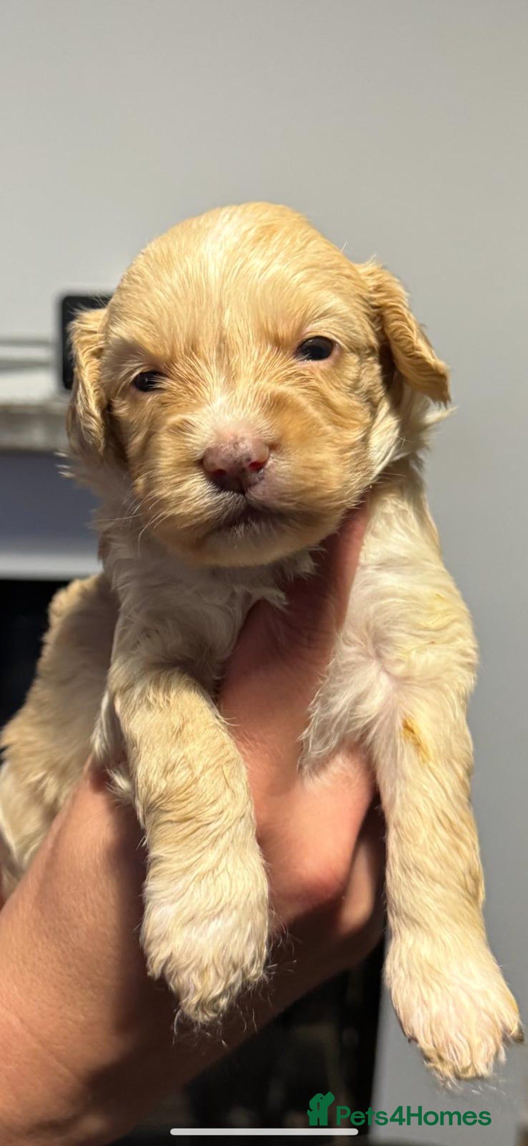 Cockapoo dogs for sale:  Tiny merle cockapoos   - Image 8