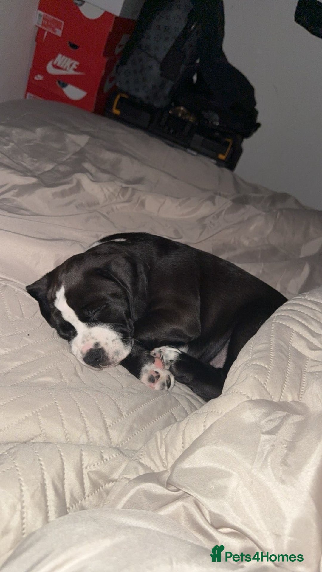 Mixed Breed dogs for sale: 11 week old pup for sale  - Advert 3