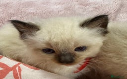 Ragdoll cats for sale: Purebred Ragdoll Kittens (TICA REG PARENTS) - Image 7