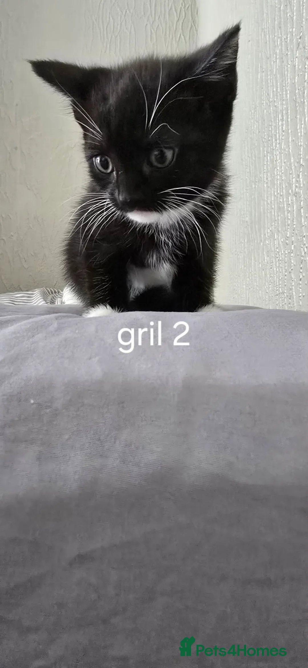 Domestic Shorthair cats for sale: Two girls and two boys  - Advert 7