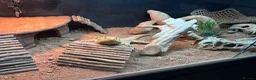 Bearded Dragon reptiles for sale: Bearded Dragon, Full Vivarium Set Up & Extras in Stockport - Advert 8