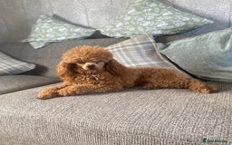 Toy Poodle dogs for sale: STUNNING TOY POODLES KC REG HEALTH TESTED  - Image 12