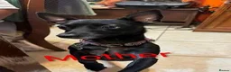 Chihuahua dogs for sale: 3 year old male chihuahua  in Pitlochry - Advert 3