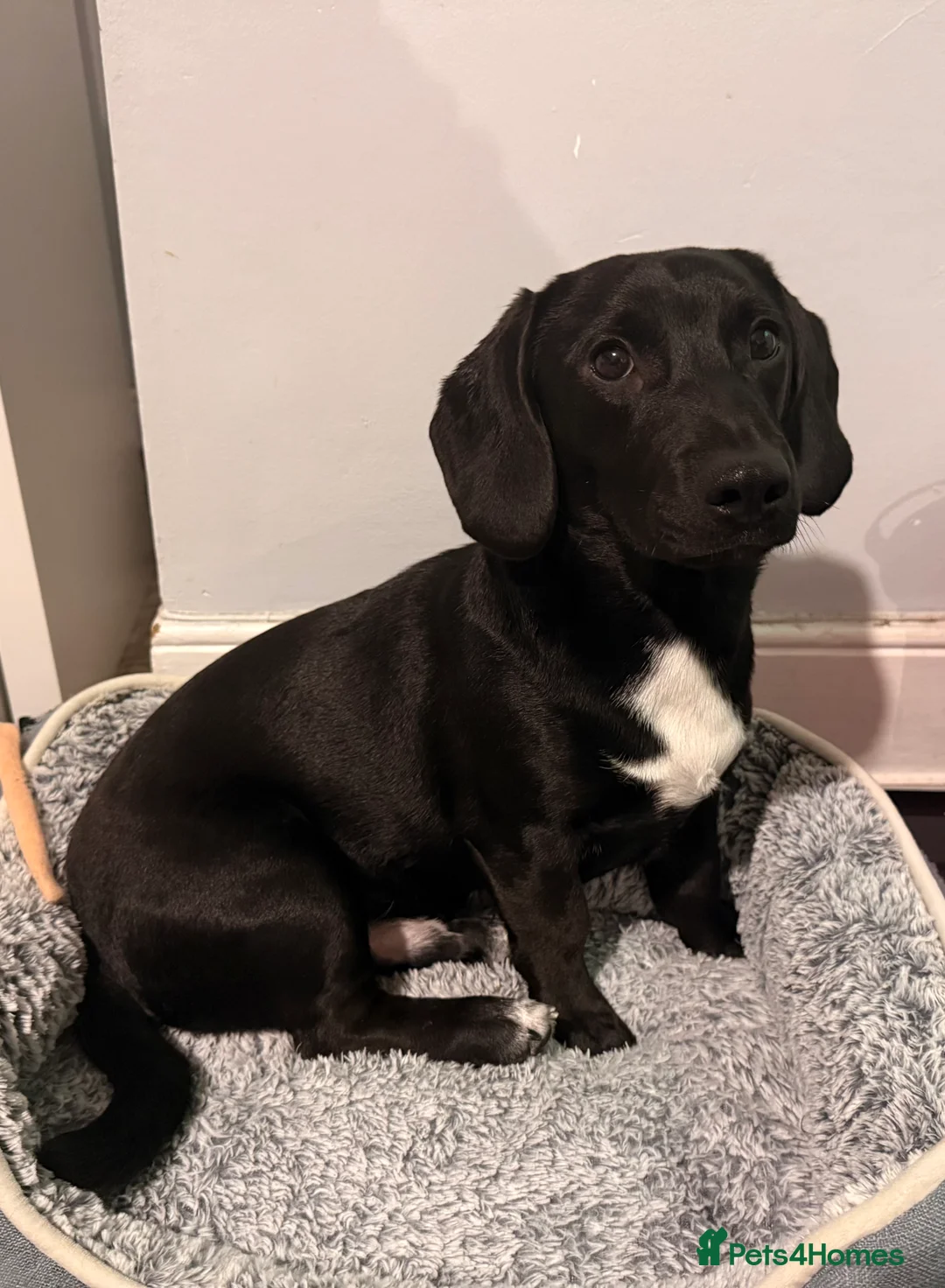 Mixed Breed dogs for sale: Smooth coated beagle/dachshund   - Advert 2