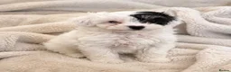 Maltipoo dogs for sale: Toy maltipoo puppies - Advert 9