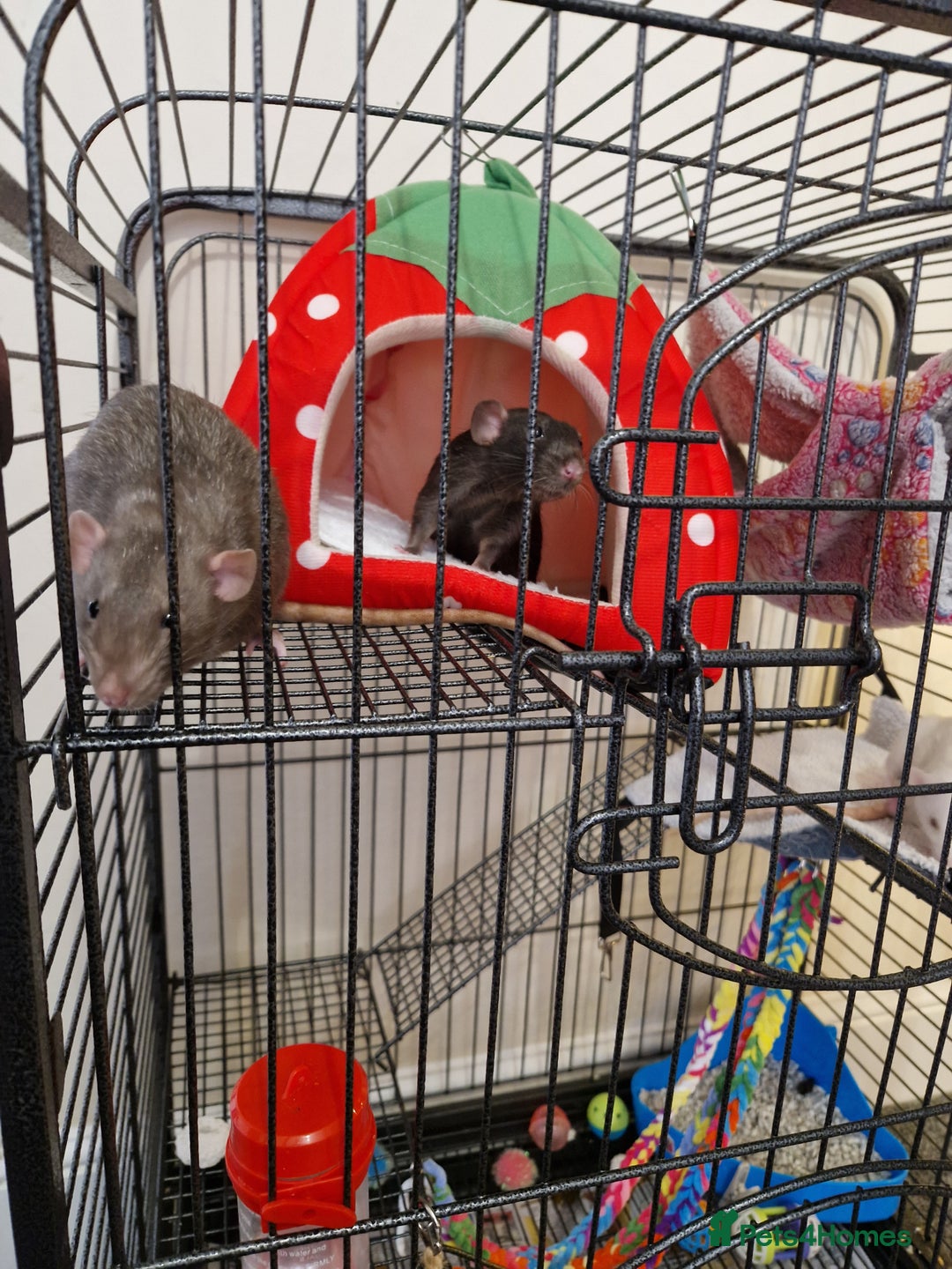 Rat rodents for sale: 3 Male rats and set up - Advert 4