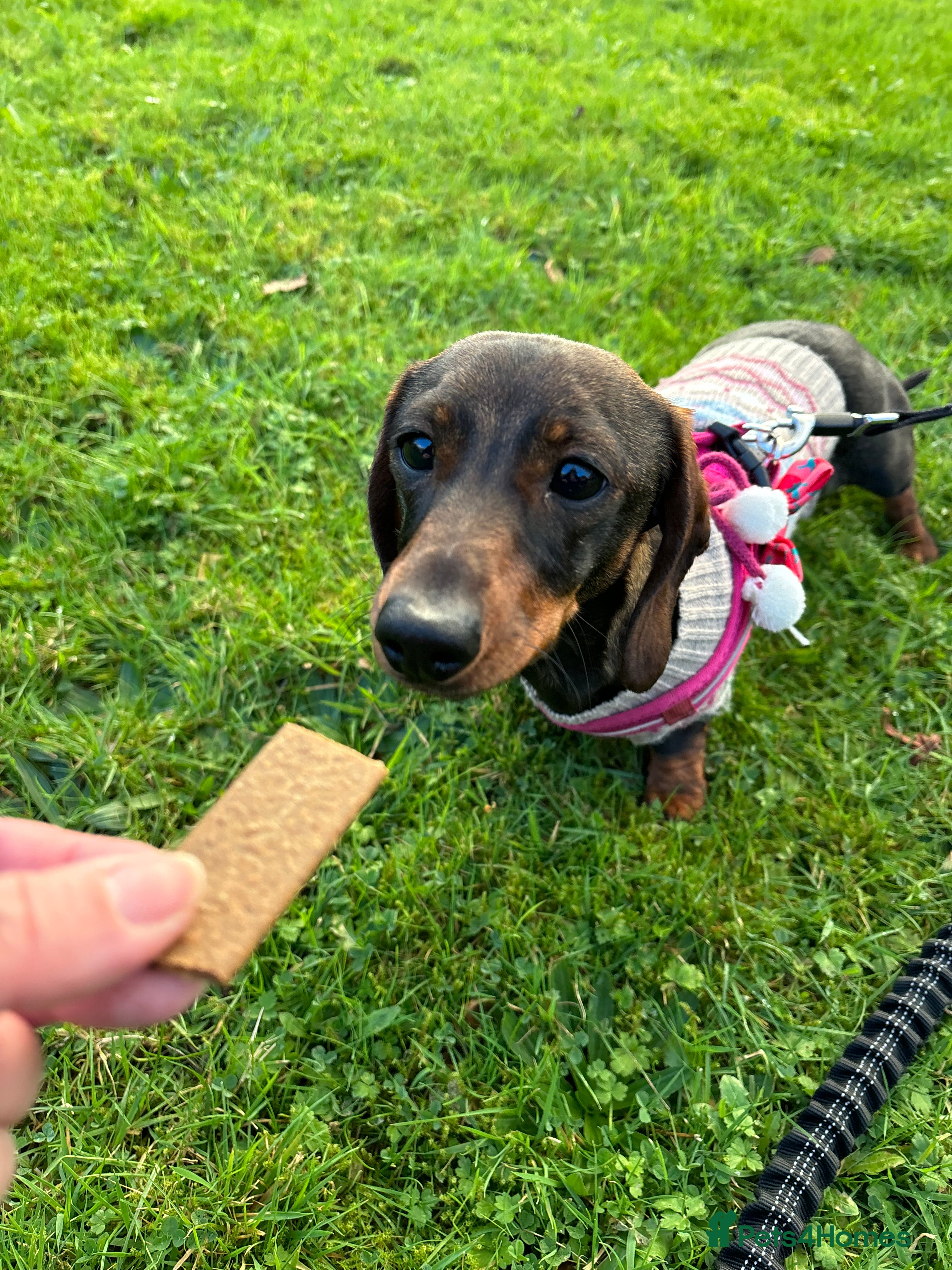 Miniature Dachshund dogs Dachshund puppies for sale - Advert 6