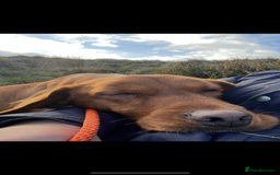 Labrador Retriever dogs for stud: Fox red Lab for Stud - Image 3