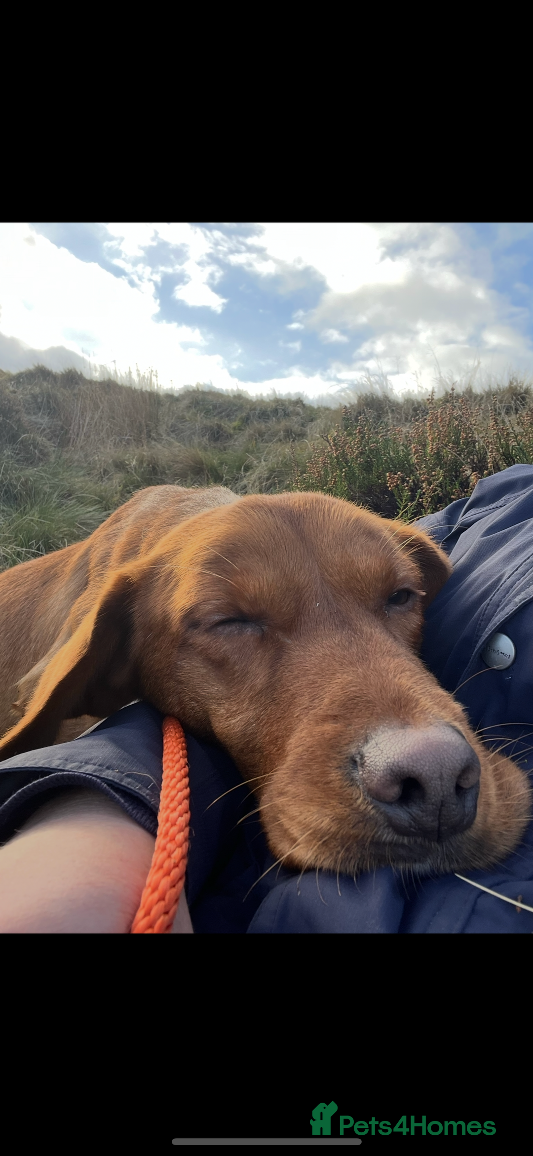 Labrador Retriever dogs for stud: Fox red Lab for Stud - Image 3