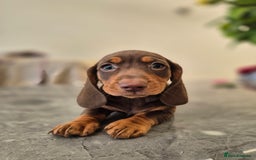Dachshund dogs for sale: READY TO LEAVE Miniature dachshund puppies PRA CLR - Image 14
