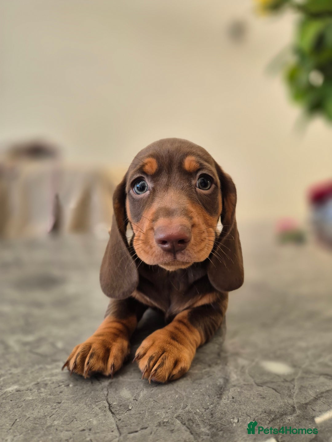 Dachshund dogs for sale: READY TO LEAVE Miniature dachshund puppies PRA CLR - Image 14
