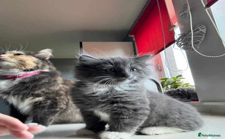 Ragdoll cats - Advert 4