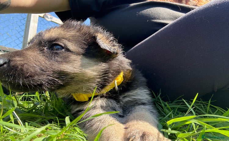 German Shepherd dogs - Advert 6