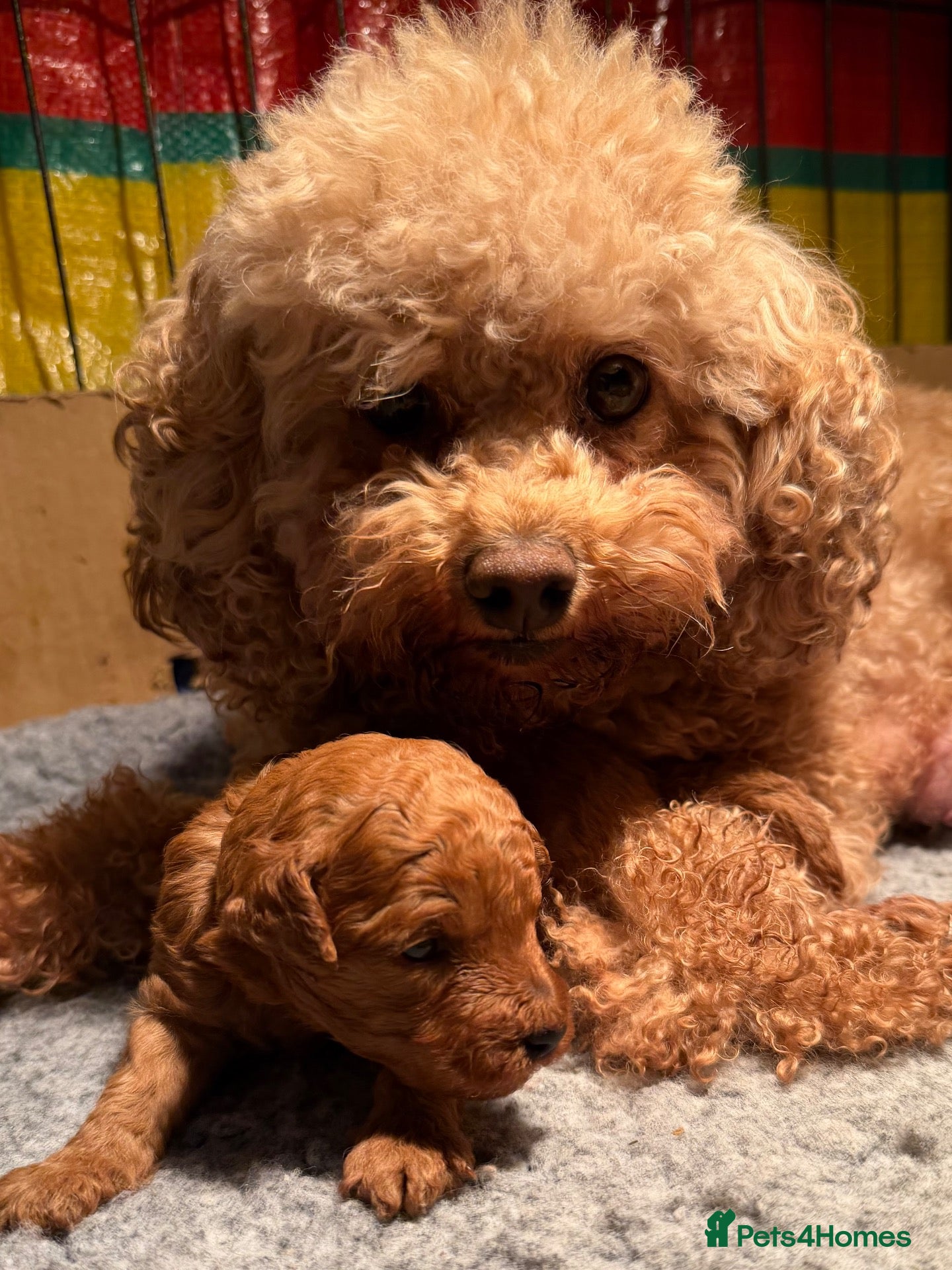 Cavapoochon dogs for sale: Gorgeous (F1b) Fox Red Cavapoochon Puppies. - Advert 10