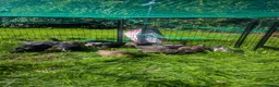 Mixed Breed poultry for sale: Pekin Bantom Hens and Cockerels in Stoke-on-Trent - Advert 2