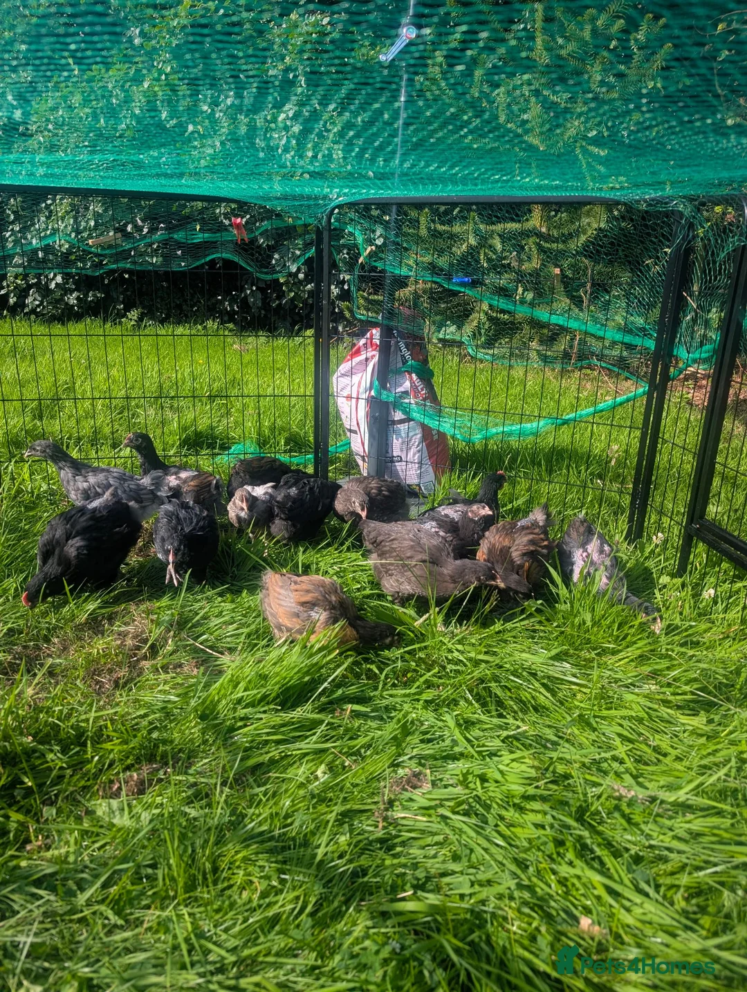 Mixed Breed poultry for sale: Pekin Bantom Hens and Cockerels in Stoke-on-Trent - Advert 2