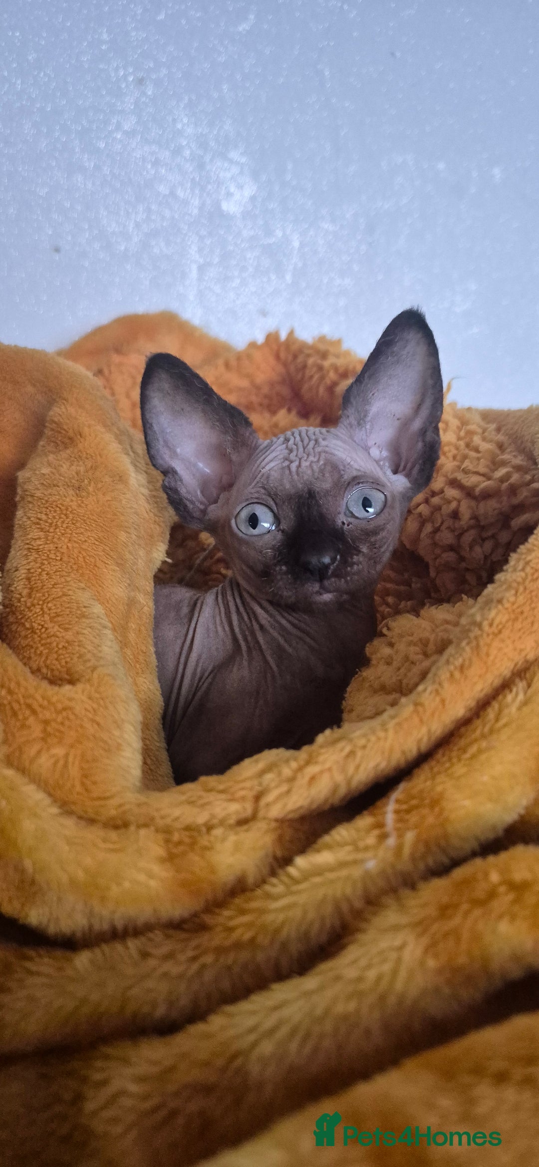 Sphynx cats for sale: Black elf and silver elf princesses - Advert 7