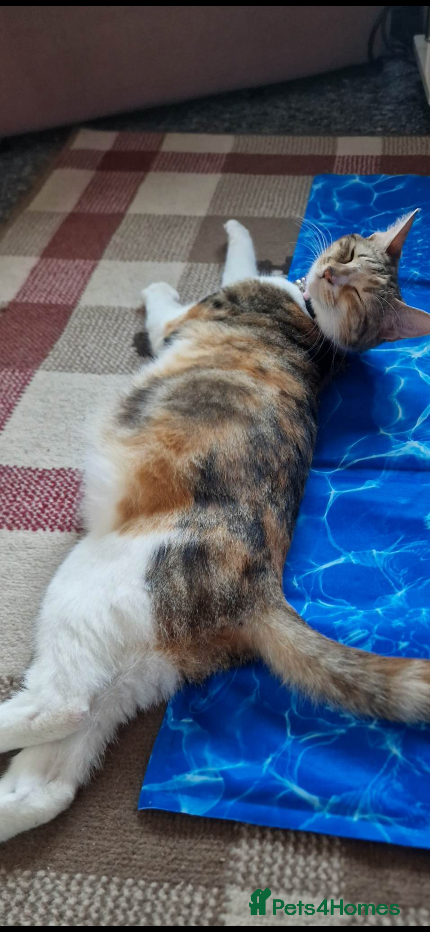 Domestic Shorthair cats Beautiful female cat - Advert 1