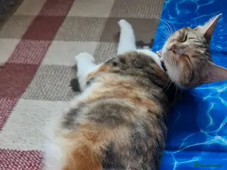 Domestic Shorthair cats Beautiful female cat - Advert 2