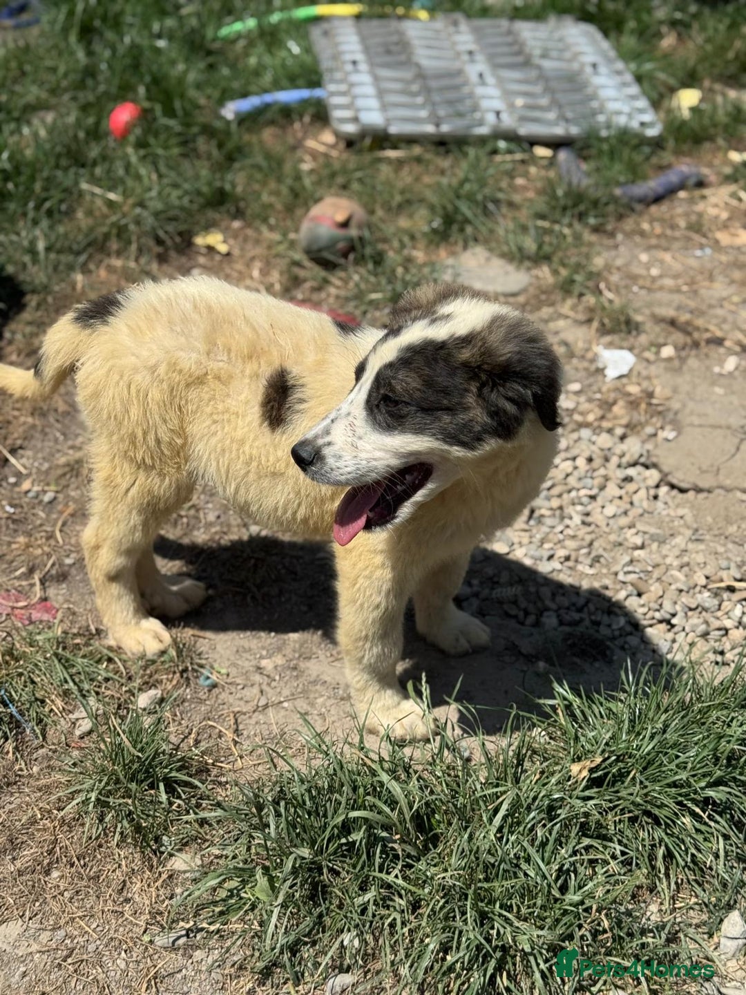 Mixed Breed dogs for adoption: ODIN, a superb young boy - for a Loving Home - Image 24