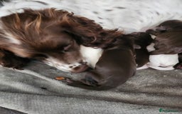 Cocker Spaniel dogs for sale: 7 pups for sale - Image 6