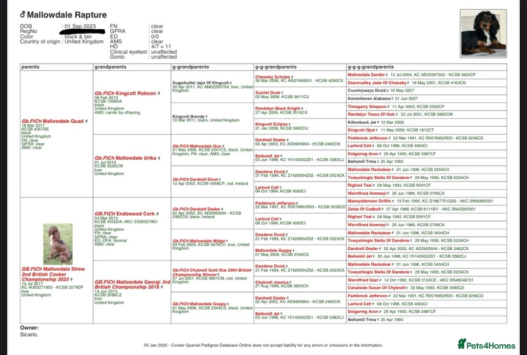 Cocker Spaniel dogs for stud: KC REG, HIP/ELBOW SCORED, EYES & DNA 11.4kg in Orpington - Advert 2