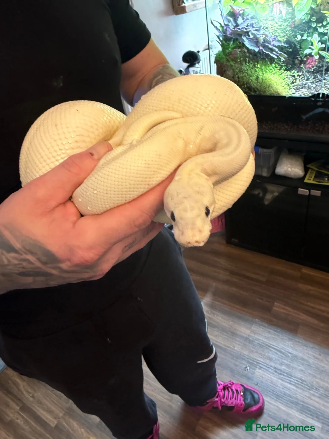 Python Snake reptiles for sale: Ivory royal python  - Advert 1