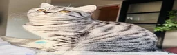 British Shorthair cats for sale: Silver Spotted British Shorthair Kittens - Advert 8
