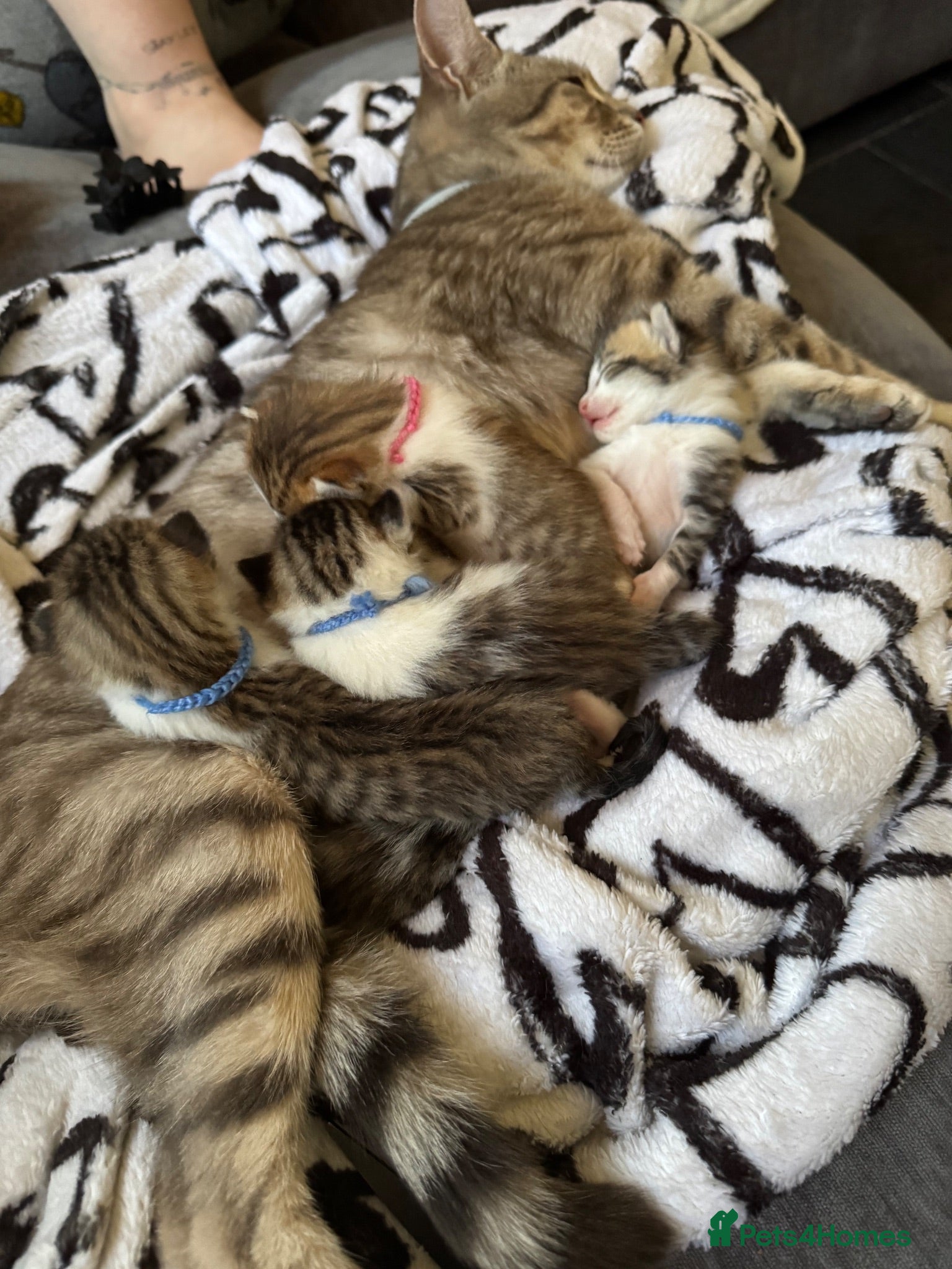Mixed Breed cats Beautiful kittens - Advert 2