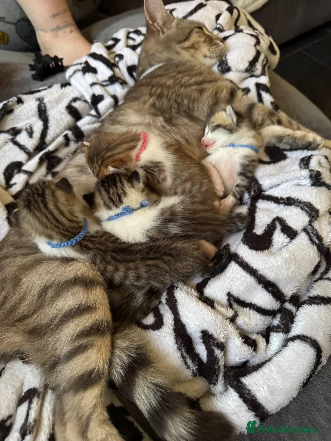 Mixed Breed cats for sale: Beautiful kittens - Advert 1