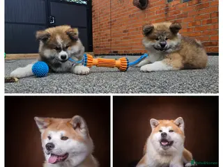 Akita dogs RKC Long-coat puppies - Advert 15